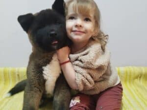 Američka Akita 