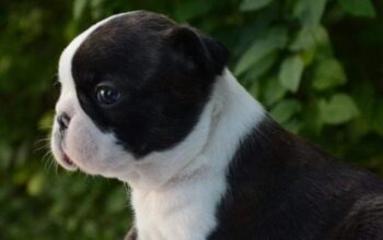 Prelepi štenci boston terijera 