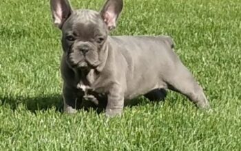 Francuski buldog egzotičnih boja