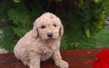 Labradoodle štenci 