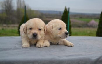Labrador retriver 