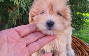 Maltipoo štenci 