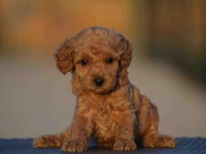 Mini pudle, aprikot boje