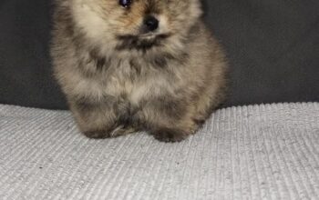 Prelepi štenci pomeranskog špica