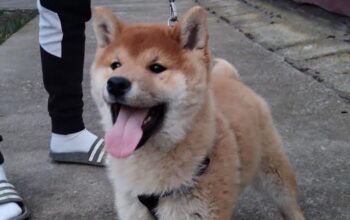 Shiba inu