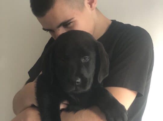 Labrador štenci, izuzetno krupni!