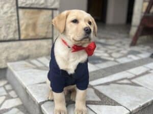 Labrador štenci, izuzetno krupni!