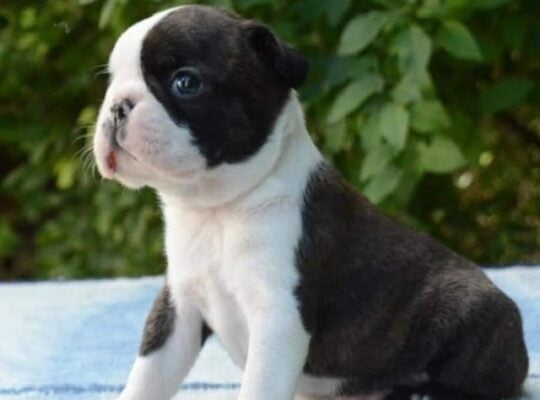 Prelepi štenci boston terijera - MyPets