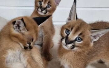 Savannah, serval i caracal mačići dostupni