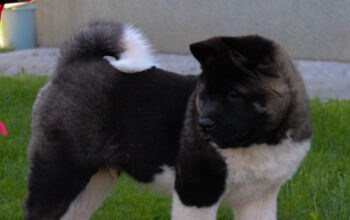 Američka Akita 