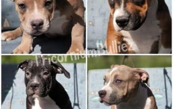 American Bully Klassic/Standard  