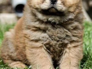 Chow chow 