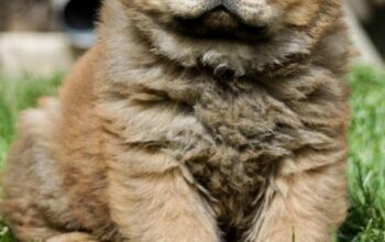 Chow chow 