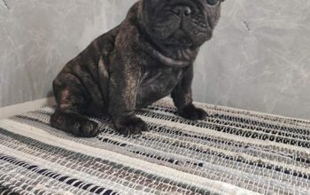 Francuski buldog štenci