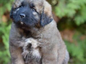 Kavkaski ovčar štenci