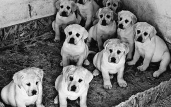 Labrador stenci