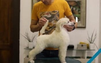 Štenci velike KRALJEVSKE POODLE 