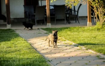 Štenci nemačkog ovcara – radna linija