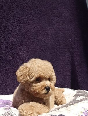 Francuska toy Pudla, štenci