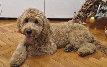 Goldendoodle F1