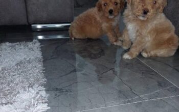 Labradoodle