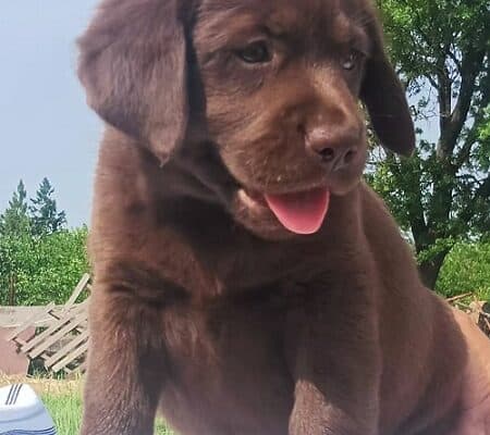Braon i crni LABRADORI
