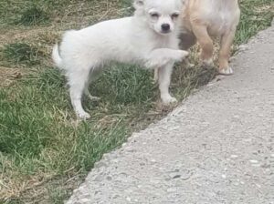Mini čivave ekstra kvaliteta