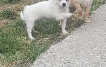 Mini čivave ekstra kvaliteta