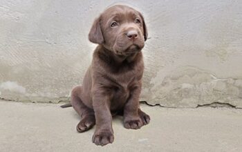 Labrador retriver