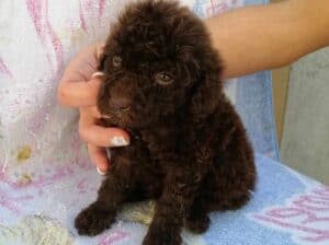 Pudla  
