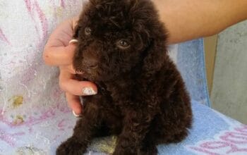 Pudla  