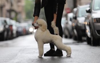 Štenci velike KRALJEVSKE POODLE 