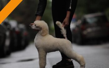 Štenci velike kraljevske poodle