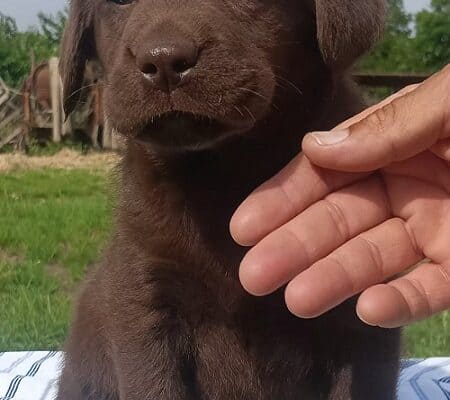 Braon i crni LABRADORI