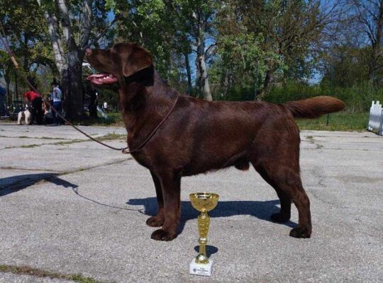 Braon i crni LABRADORI