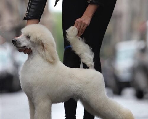 Štenci velike kraljevske poodle