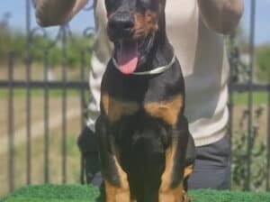 Doberman stenci