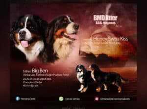 Bernski planinski pas