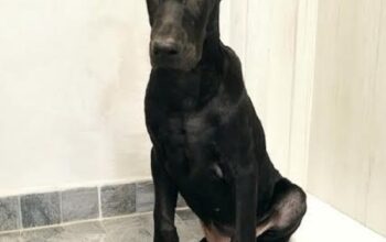 Melanistik DOBERMANI