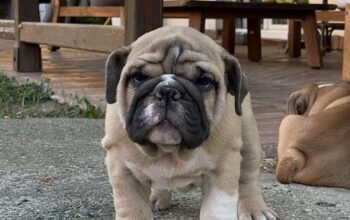Engleski buldog
