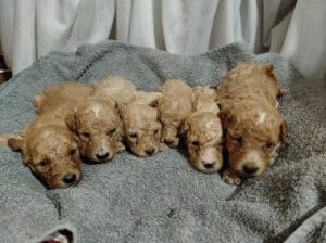 Maltipoo
