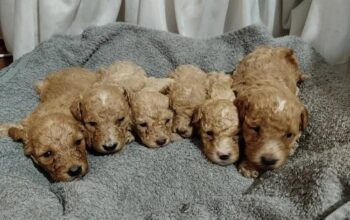 Maltipoo