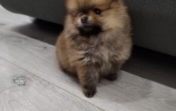 Pomeranski spic