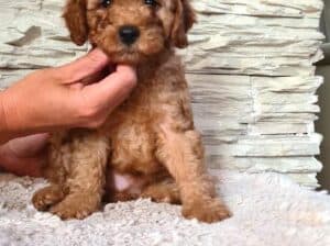 Pudle  