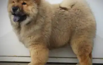 Chow chow 