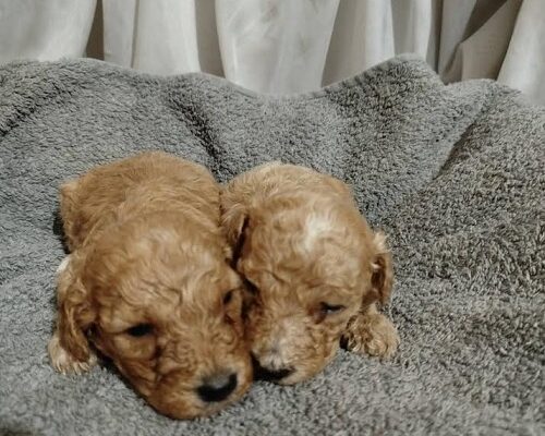 Maltipoo