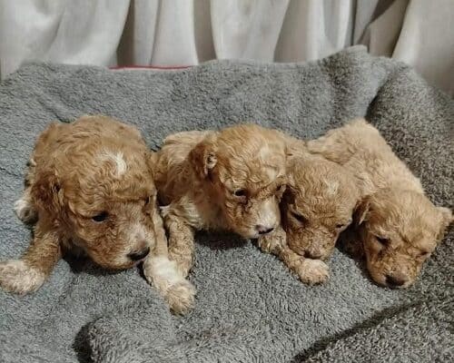 Maltipoo