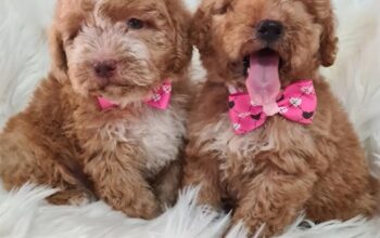 Labradoodle štenci F1B  