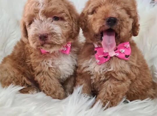 Labradoodle štenci F1B  
