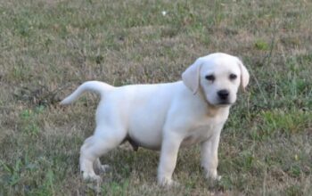 Labrador retriver 